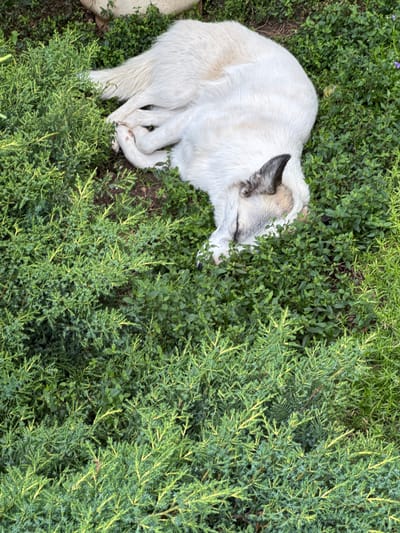 A top-down, medium shot captures a white dog with tan and black markings sleeping soundly amidst lush green foliage. The dog is curled on its side, with its paws tucked neatly beneath it. Its eyes are closed, suggesting a peaceful slumber. The dog's fur appears soft and fluffy, with a mix of white and lighter tan tones on its body, while its ears and a patch of fur on its back exhibit darker tan and black coloration. The setting is outdoors, with the dog nestled among various types of green plants and bushes. A large, pale rock is visible to the left of the dog. The sunlight suggests it is daytime, and the dense greenery indicates a possibly warm and humid environment. The scene conveys a sense of tranquility and comfort, with the dog appearing relaxed and at ease in its natural surroundings. No text is visible in the image.