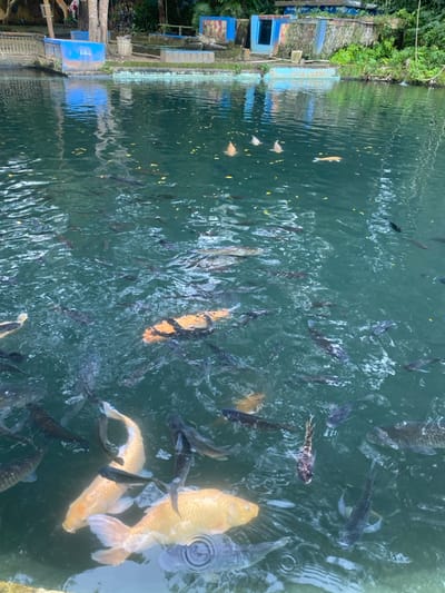 The image shows a pond or small lake located in the city of Kecamatan Manyaran, Indonesia. It is filled with greenish-blue water with many fish swimming throughout. The fish appear to be mostly black or dark gray. There are several brightly colored, orange and white fish swimming in the pond as well, some of which are more visible and closer to the camera. The surface of the water is relatively calm. The water is surrounded by a concrete wall, likely part of a park or other recreational space. There is a concrete edge on the bottom right side of the image, likely where the camera is positioned. The image was taken in daylight, likely in the morning or afternoon. There are no people visible in the image. The coordinates provided in the prompt, -7.826 latitude and 110.816 longitude, place the image near the center of Kecamatan Manyaran, Indonesia.