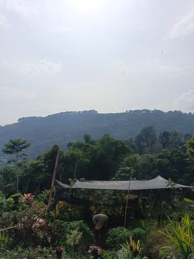 The image captures a lush, mountainous landscape in Meilangtlang, Myanmar (Burma). In the foreground, a garden or plant nursery is visible, featuring a diverse array of green and colorful plants. Two individuals are engaged in work within this cultivated space. On the right, a person dressed in light-colored attire is bent over, appearing to be tending to the plants or working the soil. Another person is partially visible on the far left, also seemingly involved in gardening tasks.

A makeshift shade structure, constructed from dark netting stretched over wooden poles, provides cover for plants in the middle ground. Behind this cultivated area, layers of dense, dark green forest blanket rolling hills and mountains, extending into the hazy distance. The sky is bright and largely overcast with scattered clouds, suggesting a daytime scene with diffused sunlight. There is no visible text in the image.