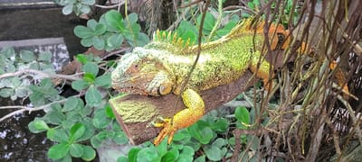 An adult green iguana, exhibiting vibrant lime green and yellow scales with orange-yellow legs and tail segments, rests horizontally on a thick, dark brown wooden branch. The reptile displays a prominent dorsal crest of spiky scales along its spine and a visible dewlap beneath its chin. Its eye is open and directed towards the left of the frame. The iguana's front right and rear right legs are positioned on the branch. Surrounding the iguana, a dense array of green foliage with small, oval leaves is visible to the left and below, while numerous thin, brown, root-like structures hang vertically to the right. In the upper left background, a blurred, dark surface with reflective elements suggests the presence of water. The scene depicts an animal within a controlled, lush environment, consistent with a zoological exhibit, likely within the Parc Zoologique de Paris, located adjacent to Saint-Mandé, France.