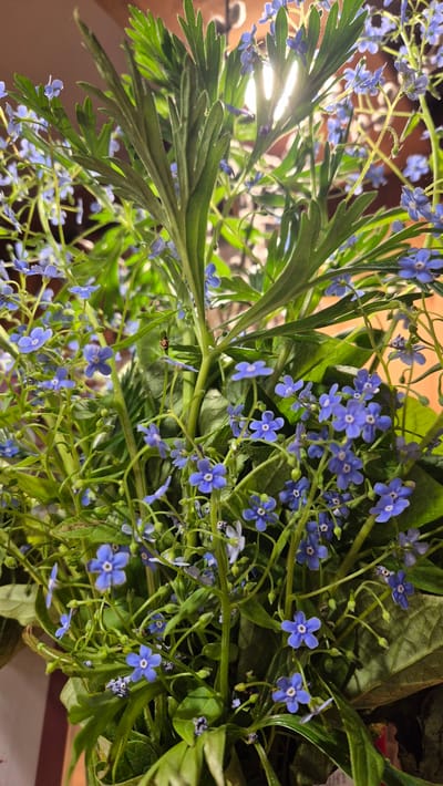 The media file is a close-up, top-down shot of a bouquet of small, delicate blue flowers with green foliage. The flowers appear to be forget-me-nots, characterized by their five-petaled structure and vibrant blue color, with tiny yellow or white centers. They are clustered on thin, wiry stems, creating a delicate and airy appearance. Interspersed with the flowers are long, slender green leaves, some of which are feathery and deeply lobed, while others are broader.
The lighting in the image is a key element, with a bright light source, possibly a lamp or sunlight, shining through the foliage from the left side, creating a strong backlight and highlighting the translucency of some of the leaves. This light also casts shadows and creates specular highlights on the leaves and stems. The background is largely out of focus, appearing as a warm, blurred wooden surface.
There are no people or animals visible in the image. The activity depicted is simply the arrangement of flowers in a bouquet. There are no discernible cues about the time of day or weather, and the location context provided, Bol'shaya Glubokaya, Russia, does not manifest in any visual elements within the frame. The overall mood evoked by the image is one of natural beauty and delicate charm. There is no visible text in the media file.