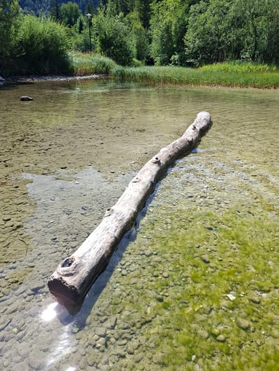 The image depicts a sun-drenched scene of the Traun River in Obertraun, Austria. A long, weathered log floats horizontally in the shallow, clear water, its bark grey and textured. The riverbed is visible beneath the water's surface, covered in smooth, rounded stones and patches of green algae. Sunlight glints off the water's surface, creating shimmering reflections. The riverbank is lined with lush green vegetation, including tall reeds and dense trees. In the background, a dark silhouette of a pole, possibly a lamppost, can be seen amidst the foliage. The overall impression is one of natural serenity and the tranquil beauty of the Austrian landscape.