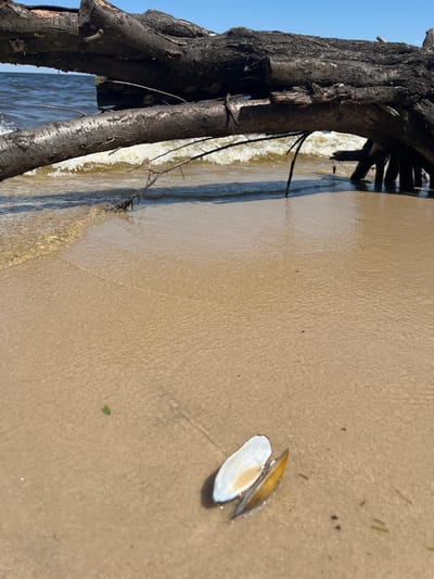 The image depicts a close-up view of a sandy beach with the water's edge in the foreground. A collection of dark, weathered wooden logs and branches lies on the left side of the frame, partially submerged by the incoming tide. The water is calm and shallow, with gentle waves lapping at the shore, creating a foamy white line.

The sand is a light brown color and appears slightly wet where it meets the water, showing faint ripples from the receding tide. Further up the beach, the sand is drier and shows a textured surface. A single, small seashell, predominantly white with hints of tan and yellow, rests open on the sand to the right of the frame. Scattered across the sand are a few dark specks and some small green plant fragments.

In the background, the sky is a clear, pale blue. The overall scene suggests a tranquil day at the beach. The lighting indicates it is daytime, likely mid-morning or afternoon, with sunlight casting subtle shadows. The presence of the logs and the shell implies a natural, possibly somewhat wild, coastal environment. There is no visible text in the image.