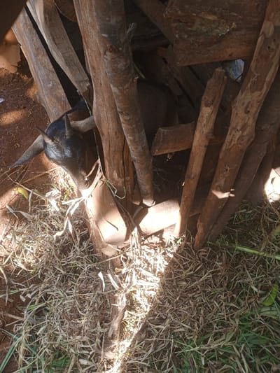 The image displays a dark-colored goat, appearing black or dark brown, positioned outdoors in Kiangochi, Kenya. The goat's head, featuring visible horns, is lowered, interacting with green foliage on the ground, suggesting it is feeding. The animal is partially concealed by a haphazard arrangement of weathered wooden logs and branches, forming a rustic enclosure or barrier. The immediate ground surface comprises reddish-brown soil intermixed with abundant dry, light-brown grass and scattered patches of greener vegetation. Strong sunlight illuminates the foreground and portions of the wooden structure, casting distinct shadows. No human subjects are present in the scene.