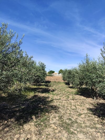 The scene depicts an olive grove located in the city of Torre Pacheco, Spain. Two rows of mature olive trees, characterized by their dense green foliage, flank a central path of dry, reddish-brown earth. Sparse green vegetation and weeds are visible along this path. Black irrigation tubing runs horizontally across the ground in the middle distance, parallel to the tree rows. Tree shadows are cast onto the ground, predominantly towards the left foreground. In the background, beyond the cultivated area, several white buildings with reddish-brown roofs are visible on a slight elevation, interspersed with additional green trees. The sky above is a clear, bright blue with wispy white cirrus clouds stretching across the upper half of the frame. No individuals, animals, or explicit actions are present in the image.