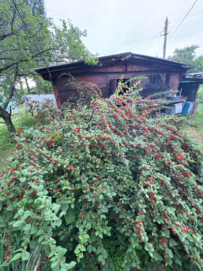 In the city of Siniy Gay, Russia, a large bush laden with ripe red berries dominates the foreground of the image. The bush is dense, with numerous branches covered in green leaves and clusters of small, elongated red fruits. Behind the bush, an old, weathered wooden structure with a sloping roof is visible. The structure appears to be a shed or small building, its reddish-brown wood showing signs of age and wear. Part of a metal roof or overhang extends from the right side of the building. In the background, trees and an overcast sky complete the scene. A utility pole with wires is also visible above the structure, indicating the presence of infrastructure. There are no people or animals present in the image. The overall impression is one of a slightly neglected, rural setting.