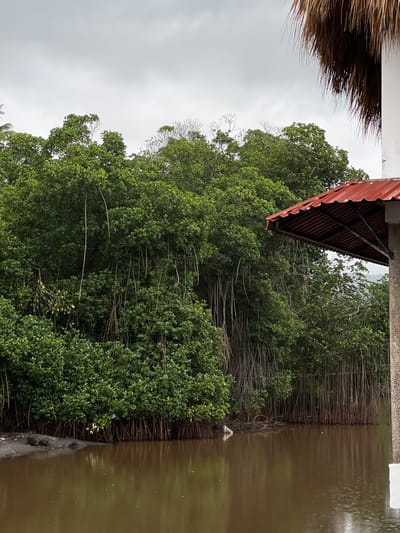 A view of a muddy river bordering a dense mangrove forest under an overcast sky. The river's surface reflects the dark green foliage and the grey sky. The mangrove trees have a characteristic root system that extends into the water. To the right, a portion of a building is visible, featuring a red corrugated metal roof and a thatched roof overhang. There are no people or animals clearly discernible in the image. The scene appears to be an unpopulated natural area with some human-made structures. The location is El Tunco, El Salvador.