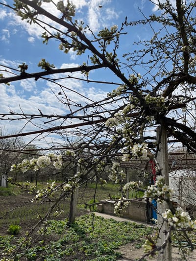 The image shows a blooming tree in Dralfa, Bulgaria. The tree's branches, some bare and some adorned with white blossoms, reach towards a blue sky dotted with cumulus clouds. A concrete fence and metal structures are visible in the background, along with a patch of green vegetation. The scene suggests a rural or suburban area, capturing the transition between winter and spring. There are no people in the frame.
