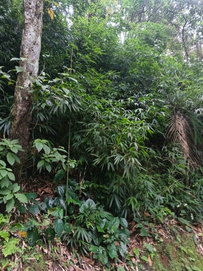 A vibrant green landscape features a thicket of bamboo and lush foliage. A tall, textured tree trunk anchors the scene on the left. Smaller plants with broad leaves cluster at the base, nestled among fallen leaves and mossy patches. In the background, a dense canopy of trees and other vegetation creates a sense of depth and enclosure. A dry palm frond adds a touch of brown contrast.