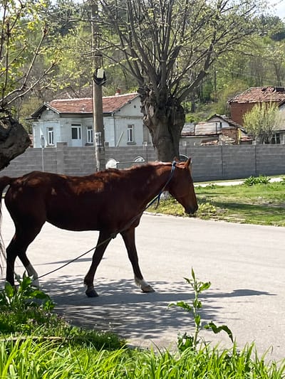 A chestnut-colored horse stands on a concrete road, next to grass and a curb, in Gabare, Bulgaria. The horse is wearing a blue halter. A tree with budding leaves is on the left. Houses are visible in the background. A utility pole is to the left of the horse. The horse is in motion. The scene is outdoors during daylight.