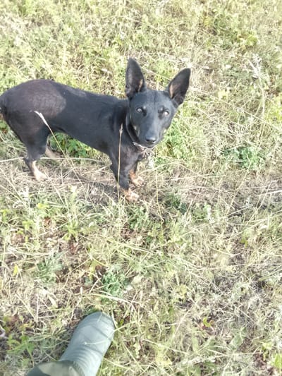 A black and tan dog with erect ears stands in dry grass. The dog is facing the camera with its head slightly tilted. In the lower left corner of the image, a person wearing a green rubber boot is visible. The scene is outdoors with sparse vegetation and dry grass, suggesting a rural or uncultivated area. The lighting indicates it is daytime. The location is Zasechnoe, Russia.