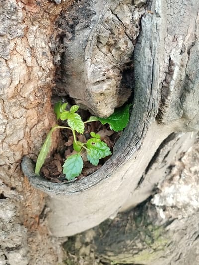A small green plant grows inside a knot in a tree's trunk. The knot forms a pocket, holding soil. The plant has several leaves. The tree bark is rough and textured, varying in color from light gray to dark brown. Light illuminates the plant and the surrounding bark, creating shadows within the knot and emphasizing the tree's contours. Some green grass is visible on the bottom right.