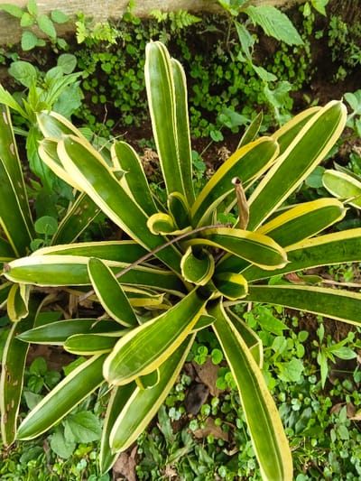 An overhead, medium close-up photograph captures a single variegated plant, consistent with a species of *Bromeliaceae*, positioned centrally within the frame. The plant features numerous strap-like leaves arranged in a spiraling rosette, each displaying a dark green central stripe bordered by prominent yellow margins. The plant is rooted in dark brown soil, which is partially covered by small, scattered green groundcover plants and dry, brown leaf litter. A light-colored, flat border, possibly wood or concrete, runs horizontally along the top edge of the image. No human subjects, animals, or significant man-made objects are present. The scene is an outdoor botanical setting in Man Gyat, Myanmar.