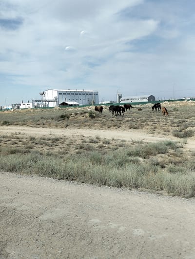 This image depicts a semi-arid landscape with several horses grazing in a field. In the background, a large industrial complex with white buildings and a green fence is visible. The sky is partly cloudy with some light blue patches. The ground is covered with dry grass and dirt. The scene appears to be in a rural or industrial area outside of a city, likely in Kazakhstan, given the mention of Ömirzaq. There are no people visible in the image. The horses, numbering around six, are dispersed across the field, some grazing and others standing. The industrial buildings are the most prominent man-made structures.