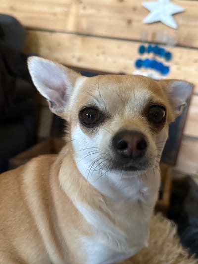 A close-up, eye-level photograph depicts a short-haired dog, consistent with a Chihuahua breed, positioned centrally and looking directly forward. The dog possesses fawn-colored fur on its body, head, and ears, with a distinct white blaze covering its chest, muzzle, and extending between its eyes. It has large, dark brown eyes and a black nose. Numerous dark whiskers emanate from its muzzle. The background is out of focus, revealing a light-colored wooden wall composed of horizontal planks. In the upper right background, a white star-shaped decoration is visible above a blurred, abstract blue decorative element. The specific location in the city of Ralevo, Bulgaria cannot be determined from the image.