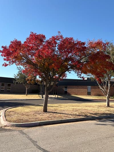 The scene depicts an outdoor view in Oklahoma City, United States, featuring a building and autumn trees under a clear blue sky. In the foreground, an asphalt paved surface, likely a driveway or parking lot, curves to the left, bordered by a concrete curb. This curb separates the pavement from an area of dry, light brown grass.

A prominent deciduous tree with dense, bright red-orange fall foliage stands centrally in the midground, its trunk having rough, grayish-brown bark. Behind this tree and slightly to the left, a smaller tree with greenish-brown leaves is visible. To the right, another deciduous tree displaying similar red-orange autumn leaves is partially framed.

The background is dominated by a single-story institutional building constructed with reddish-brown bricks. The building features multiple rectangular windows with dark frames and a dark-colored, flat or low-slope roof. A covered entrance or walkway extends from the building's facade towards the center-left. The upper portion of the image shows a clear, cloudless blue sky. No individuals, animals, or specific actions are present within the frame. Shadows are cast on the ground, indicating natural daylight conditions.