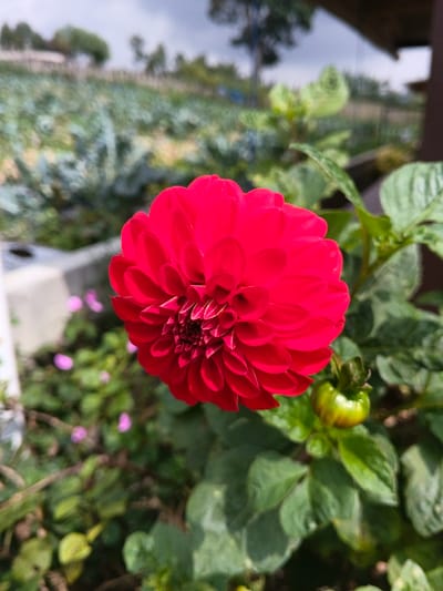 A vibrant red dahlia blooms prominently, its petals densely packed and layered. Beside it, a budding flower exhibits shades of green. The surrounding foliage is lush, with textured leaves adding depth. In the blurred background, a cultivated field or garden extends towards the horizon under a cloudy sky. The image captures a close-up perspective, emphasizing the flower's color and form against the greenery.