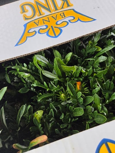 A close-up, downward-angled shot in Gevgelija, North Macedonia, depicts the contents of a partially open white corrugated cardboard box. The visible section of the box lid displays an inverted yellow and blue crown logo, accompanied by the inverted text "KING" and "BANA". The box is densely filled with numerous small, leafy green plants. Among the foliage, several green flower buds are visible, along with one distinct small orange flower bud. No people or actions are depicted.