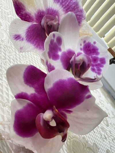 This close-up, eye-level shot features two Phalaenopsis orchids, one in the foreground and another to its left. The orchids have white petals with prominent splashes of vibrant purple. The flower in the foreground is larger and more in focus, showcasing intricate details of its delicate petals and central stamen. The orchid to the left is slightly out of focus, with its petals extending towards the left edge of the frame.

The background consists of a textured, white fabric with a raised, patterned design, possibly lace or damask. To the upper left of the image, a hint of a window blind with horizontal slats is visible, suggesting an indoor setting. The lighting appears to be soft and diffused, possibly natural light from a window, creating subtle shadows and highlights on the petals. There is no visible text in the image. The overall mood is one of natural beauty and delicate elegance.