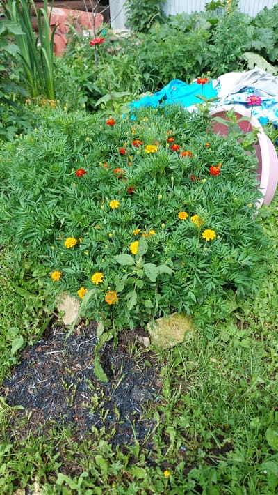 The image depicts an outdoor scene in Tyubuk, Russia, likely a garden or yard. In the foreground, a dense cluster of marigolds, predominantly orange and yellow, is in bloom. Some red flowers, possibly zinnias, are also visible amongst the greenery. The plants are situated in a planter, partially visible on the right, and also appear to be growing directly in the ground. Adjacent to the plants is a patch of dark soil with small green sprouts, possibly newly planted seeds. The surrounding area is overgrown with grass and other vegetation. In the background, hints of a wooden structure and what appears to be blue and white fabric are visible, suggesting the presence of outdoor furniture or storage. The overall impression is one of a natural, somewhat unkempt, outdoor setting.