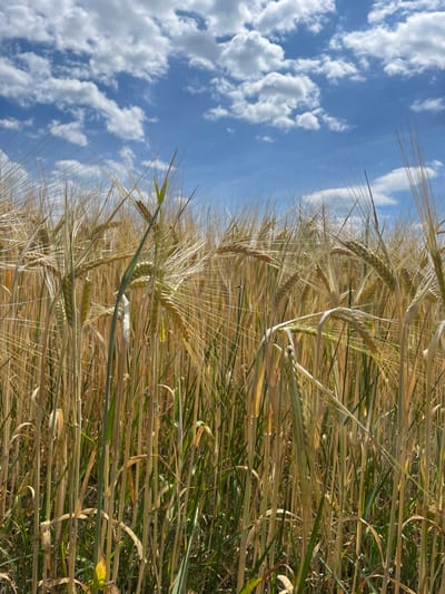 This media file captures a close-up, vertically oriented view of a barley field under a bright, cloudy sky. The barley stalks, in various stages of ripeness, dominate the frame, with hues ranging from golden yellow to green. Long, thin awns extend from the barley heads, creating a textured, spiky appearance.
The sky, a vibrant blue, is dotted with fluffy white cumulus clouds. The lighting suggests it is daytime, likely mid-morning or afternoon, with the sun illuminating the field. The scene evokes a sense of natural beauty and the tranquility of a rural landscape.
There are no visible people or text in the image. The setting appears to be a cultivated field, possibly in a rural area of Belarus, given the location context. The overall impression is one of growth and harvest, with the field ready for reaping.
