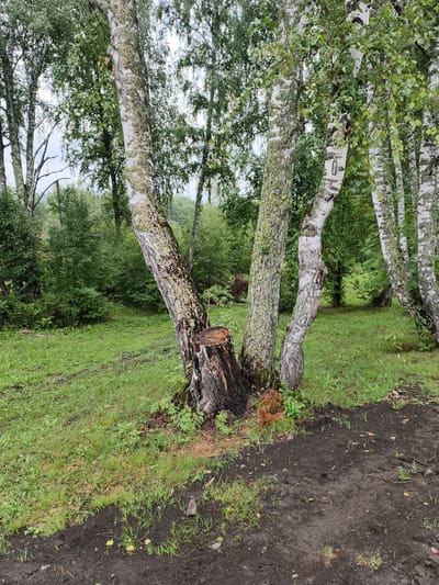 The image depicts a cluster of birch trees with white bark in a grassy, somewhat overgrown area. In the foreground, to the left, a tree stump is visible, showing signs of recent cutting with visible rings and a rough texture. The ground is a mix of green grass and dark, damp soil, suggesting recent disturbance or planting. Beyond the immediate trees, a dense green forest provides a backdrop. The sky is overcast, casting a diffused light over the scene. The overall impression is of a natural, slightly unkempt environment, possibly a park or the edge of a forest near a settlement. The specific location is in the city of Katun, Russia.