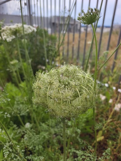 The image shows a close-up of a Queen Anne's Lace plant, specifically focusing on the seed head. The seed head is green and closed, with visible seed structures. Other parts of the plant, including leaves and stems, are also visible, along with a blurred fence in the background. The location is the Jezreel Valley Regional Council in Israel.