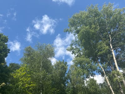 The image shows a view looking up into a blue sky with scattered white clouds. The sky is framed by the tops of several deciduous trees. The trees are lush and green, with a mix of broad leaves and smaller leaves. Some of the trees have white bark, characteristic of birch trees. The sunlight filters through the leaves, creating a dappled effect.
The scene appears to be a natural setting, likely a park or a forest, given the density of the trees. The bright sky and the green foliage suggest it is daytime, possibly mid-morning or afternoon. The weather seems pleasant, with a clear blue sky and a few fluffy clouds. The image captures a peaceful and serene moment in nature. There is no visible text in the image. The location context is Povarovo, Russia.