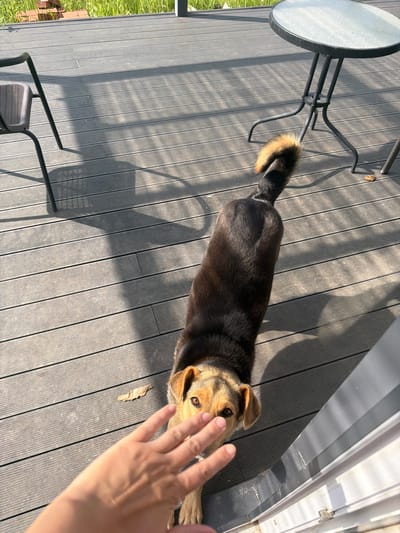 An outdoor scene, possibly in Malinovka, Russia, captures a dog interacting with a human hand on a wooden deck. The dog, a medium-sized breed with dark fur and tan markings around its face and ears, is positioned centrally in the frame, looking towards the viewer. Its tail is raised and bushy, with a tan tip. A human hand is reaching out towards the dog, partially obscuring its face. The deck is made of gray composite planks. In the background, a small, round metal table with a glass top stands on the left, and a chair is partially visible. Beyond the deck, lush green grass and a pile of bricks can be seen. Sunlight casts long shadows across the deck, indicating a sunny day.