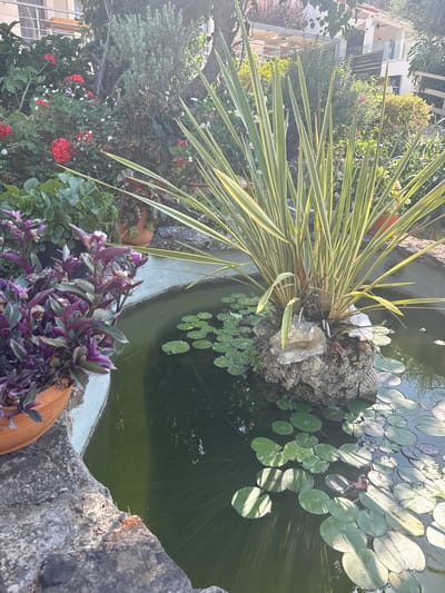 The image captures a tranquil garden scene featuring a small pond within the Municipal Unit of Meliteieis, Greece. The pond is adorned with numerous lily pads, some casting dappled shadows from the sunlight filtering through the surrounding foliage. A large, spiky plant with variegated green and yellow leaves rises from a rocky island in the center of the pond, adding a dramatic focal point. To the left of the pond, a terracotta pot overflows with a vibrant purple and green trailing plant, its leaves cascading over the edge. In the background, lush greenery, including red and white flowers, frames a multi-story building, suggesting a residential setting. The overall impression is one of a well-maintained and serene outdoor space, bathed in the warm light of a sunny day.