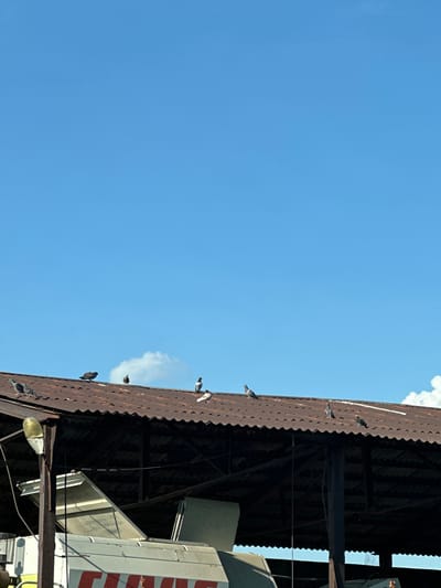 The image shows a view of a rustic, corrugated metal roof against a clear blue sky with a few scattered white clouds. Several pigeons are perched on the roof, some in various stages of movement. The roof appears to be part of an older industrial or agricultural structure, possibly a barn or warehouse, given the weathered metal and exposed beams visible underneath. In the background, a portion of a white structure with red lettering is visible, but the text is not fully legible. The lighting suggests it is daytime, likely late morning or afternoon, with the sun casting shadows. The scene evokes a sense of a quiet, rural or semi-industrial setting in Gorni Bogrov, Bulgaria, with the pigeons adding a touch of natural life to the man-made environment.