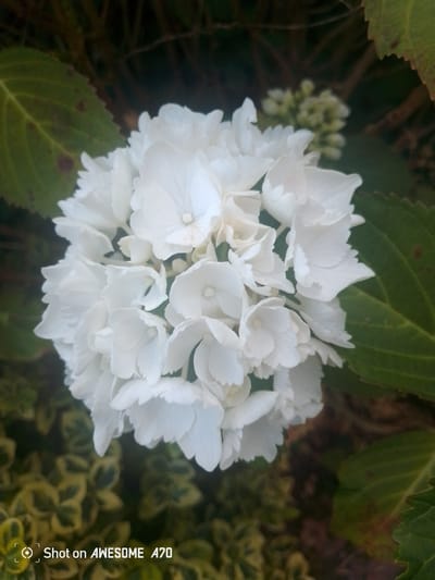 The image shows a close-up of a cluster of white hydrangea flowers, with dark green leaves and some out-of-focus greenery in the background. The flowers are delicate and layered, with some appearing more fully bloomed than others. A small cluster of green buds is visible behind the main flower head. The image is taken in natural light, and the focus is sharp on the flowers. At the bottom left of the image, there is a watermark that reads "Shot on AWESOME A70". The image does not provide any information about its location in Lohmar, Germany, nor does it contain any people, actions, or interactions.