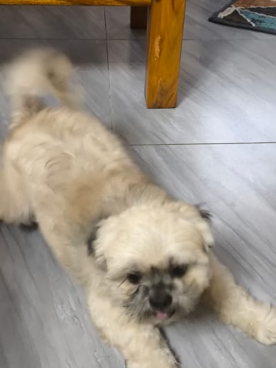 The image shows a light-colored Shih Tzu dog lying on a gray tiled floor. The dog is in a relaxed pose, with its body stretched out and its tongue slightly sticking out. Its fur is fluffy and appears to be a light tan or cream color. The dog's face is visible, with dark eyes and a dark nose. There are hints of dark fur around its eyes.

In the background, the leg of a wooden table or chair is visible. The wood is a warm, yellowish-brown color and has some visible grain and slight imperfections. A corner of a patterned rug is also visible in the upper right portion of the image. The tiled floor has a subtle gray and white marbled pattern.

The lighting suggests an indoor setting, possibly during the day as there is no indication of artificial light being the primary source. The overall mood of the image is peaceful and casual, capturing a moment of rest for the dog. No text is visible in the image. The scene appears to be in a home environment.
