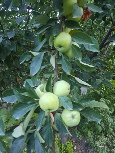 The image shows a close-up of an apple tree with several green apples on its branches. The apples are of various sizes and are clustered together among the green leaves. The tree appears to be outdoors in a natural setting. The background is filled with foliage and other greenery, suggesting a garden or orchard environment. There are no people visible in the image. The scene depicts a common agricultural or natural element.
