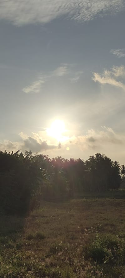 The image depicts a rural landscape at dawn or dusk in Cotbada, Indonesia. The sun is partially obscured by clouds, casting a bright, diffused light across the sky. In the foreground, a grassy field is visible, with tall blades of grass and scattered wildflowers. Behind the field, a dense line of trees forms a dark silhouette against the sky. Among the trees, various types of foliage are discernible, including what appear to be banana trees and coconut palms. The overall atmosphere is tranquil and natural. There are no people or specific structures of human habitation visible.