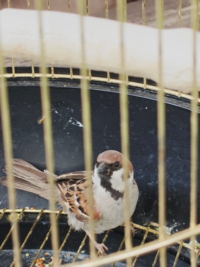 A sparrow is perched inside a cage, viewed through its bars. The bird has brown and white plumage. Scattered food pellets are visible on the bottom of the cage. The background is dark and blurry. The image's location in Koledino, Russia, is noted, but this detail is not visually represented in the image itself.