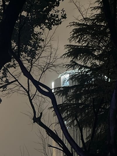 This nighttime image depicts an urban landscape in Yanqiao, China, under an overcast or foggy sky appearing light gray. In the foreground, dark silhouettes of multiple trees and their branches are prominent. A large tree with some foliage occupies the left side, while a denser tree with coniferous-like branches frames the right. Central to the foreground, a prominent bare tree trunk twists and forms a distinctive loop, with thinner branches extending upwards. In the background, a tall, modern skyscraper is partially visible through the tree canopy and atmospheric haze. The building's upper sections are illuminated with bright white lights along its facade and roofline, highlighting its architectural features. No individuals or discernible activities are present.