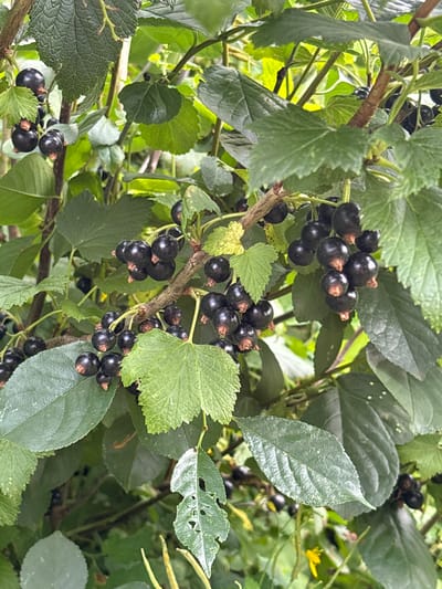 A close-up, medium shot captures a blackcurrant bush laden with ripe fruit. The berries, a deep, glossy black, hang in clusters from thin branches, some still partially obscured by the lush green foliage. The leaves are a vibrant green, some showing signs of minor damage with small holes, while others are smooth and broad. Sunlight filters through the canopy, creating subtle highlights and shadows across the scene. The background is softly blurred, suggesting a natural, outdoor setting within the city of Novokangyshevo, Russia. There are no people or animals visible in the image.