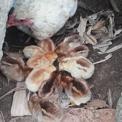 An adult hen and approximately twelve chicks are observed on the ground in Kedung Dowo, Indonesia. The hen, predominantly white with light brown markings and a red comb and wattle, is partially visible in the upper left, positioned above the chicks and looking downwards. The chicks, exhibiting varying plumage from light tan to dark brown with striped patterns, are clustered together on the dark, damp soil. Several chicks appear to be actively pecking at the ground, potentially consuming scattered feed or foraging. The immediate environment consists of dark soil, interspersed with numerous dried, fragmented plant leaves and other organic debris. A light grey, rough-textured surface, possibly a wall base or a large stone, is present along the far left edge of the scene.