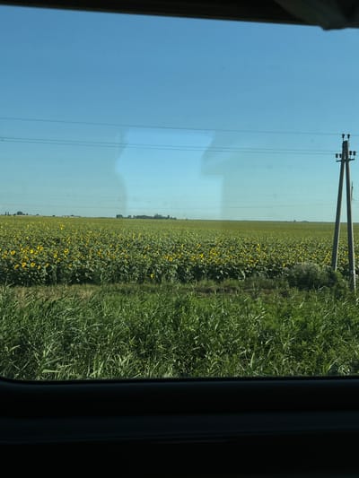 The image depicts a vast field of sunflowers stretching towards the horizon under a clear blue sky. In the foreground, lush green grass grows densely. In the mid-ground, a field of sunflowers is visible with numerous yellow blooms. In the background, a few trees and structures are scattered across the landscape. A power line with utility poles runs horizontally across the sky, and on the right side of the image, a tall utility pole with crossbars stands prominently. The scene appears to be taken from inside a vehicle, as evidenced by the dark frame at the bottom of the image, resembling a car window. The overall impression is of a rural, agricultural landscape on a sunny day.