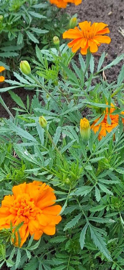The image shows a close-up of orange marigolds and their buds amidst green foliage. The flowers are in various stages of bloom, with some fully open and others still in bud form. The foliage is dense and feathery, with some leaves showing slight water droplets. The background consists of dark soil. There are no people or animals visible in the image. The scene appears to be in a garden or natural setting. The image does not contain any information about the city of Malda, Estonia, as it is not a recognized location in Estonia.