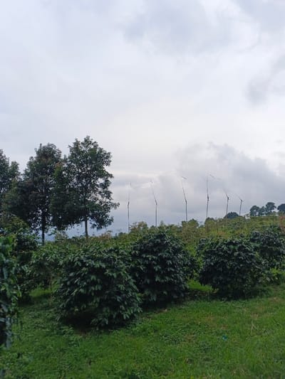 An outdoor scene in São Félix do Xingu, Brazil, displays an agricultural landscape under an overcast sky with light gray clouds. The foreground consists of green grassy ground. In the midground, several rows of dark green, densely leafed bushes, consistent with cultivated coffee plants, are prominent. To the left, behind these bushes, stand taller, mature trees with dense dark green foliage. In the background, stretching across a slightly elevated, tree-covered terrain, approximately six slender, vertical poles or stakes, each topped with a small, light-colored flag-like element, are evenly spaced. No individuals, specific actions, or interactions are visible within the frame.