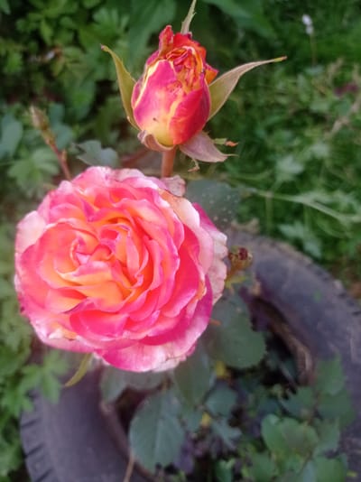 This is a close-up, vertical, outdoor shot of two rose buds and one fully bloomed rose. The fully bloomed rose is in the foreground, its petals a vibrant gradient of pink and orange, with a touch of white on the edges. Behind it, slightly higher and to the right, is a rose bud, also displaying shades of pink and yellow. The background is a soft blur of green foliage and some dark, indistinct objects, possibly a tire or a pot. The lighting suggests it is daytime, likely morning or late afternoon given the soft illumination. The overall impression is one of natural beauty and tranquility, highlighting the delicate details of the roses. The image appears to be taken in a garden or natural setting. There is no visible text in the image.