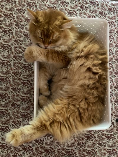 A fluffy, orange cat is sleeping curled up inside a white, perforated plastic container that is placed on a patterned rug. The cat is positioned diagonally in the container, with its head resting on its paws and its body filling most of the space. Its tail extends out of the container and onto the rug. The rug has a paisley pattern in shades of red and brown on a light background. The scene is indoors, with no visible windows or external light sources. There are no people or other animals present in the image.