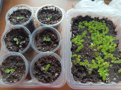 The image shows several small seedlings growing in clear plastic containers filled with dark soil. The containers are arranged on a wooden surface. On the left, there are five individual cups, each containing a single seedling with two to four leaves. The seedlings are green and appear healthy. On the right, a larger, rectangular container is filled with soil and has many more seedlings growing closely together. These seedlings are also green and have multiple sets of small leaves. The overall scene suggests an indoor environment where plants are being propagated, possibly for gardening or a horticultural project. There is no visible text in the image. The lighting suggests it could be daytime, but there are no specific indicators of the time of day or weather. The location is identified as Suvorov, Russia, which provides geographical context.