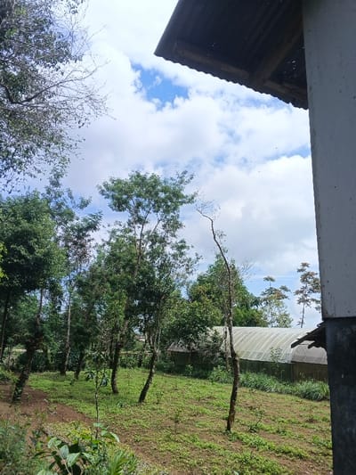 The image captures a serene rural scene featuring a green field dotted with trees. In the background, a greenhouse-like structure is visible. Overhead, the sky is partly cloudy. A portion of a building's roof and a pillar frame the right side of the shot. Vegetation fills the left side, adding depth to the landscape.
