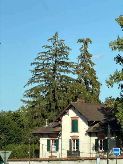 This is a photograph taken in the city of Villages du Lac de Paladru, France. The image features a light-colored house with dark, sloped roofs and red-tiled trim. The house has several windows with dark green shutters. Two tall evergreen trees stand prominently behind the house, with their branches reaching high into the clear blue sky. In the foreground, a low, textured wall runs horizontally across the scene, topped with red tiles. A white fence with wires runs along the top of this wall. To the right of the house, a blue square sign with a white depiction of a bus is mounted on a pole. The background is filled with dense green foliage from various trees.