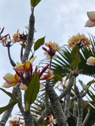 The image displays a low-angle perspective of a Plumeria (Frangipani) tree in bloom, situated in Māhina, France. Multiple clusters of five-petaled flowers are visible, characterized by yellow centers transitioning to pink and white at the petal edges. Numerous unopened flower buds, predominantly dark pink to red, are interspersed among the blossoms. Several dark green, oblong leaves are present, with one prominent in the lower-center foreground. The tree's branches are thick, gray, and exhibit a distinct ridged texture. In the background, blurred dark green fronds, indicative of a palm tree, are visible on the right side, set against an overcast sky that is light gray to pale blue. No individuals or fauna are depicted.
