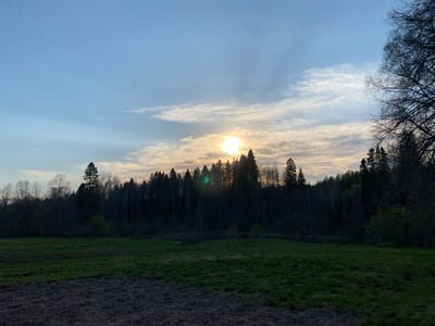 The image shows a landscape near Баклуши, Russia at sunset. A field of green grass with dark patches in the foreground leads to a line of trees silhouetted against the setting sun and a sky with scattered clouds. The sun appears partially obscured by the trees, casting a golden glow. A bare tree branch is visible on the right edge of the image.
