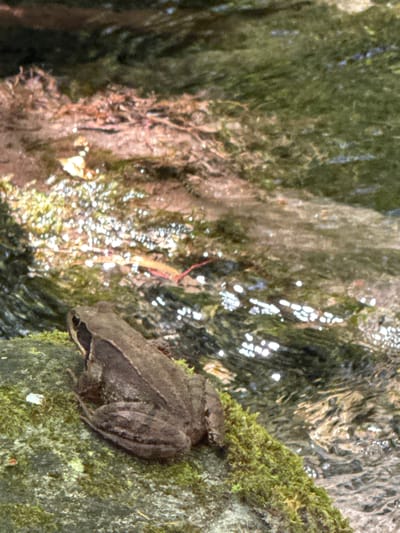 A brown frog is perched on a moss-covered rock beside a shallow, flowing stream. The water is clear, with sunlight reflecting off its surface, creating bright, shimmering patterns. The stream bed is visible beneath the water, with rocks and vegetation. The surrounding environment appears natural and serene. There are no people present in the image. The location is the Verzasca Valley in Switzerland.